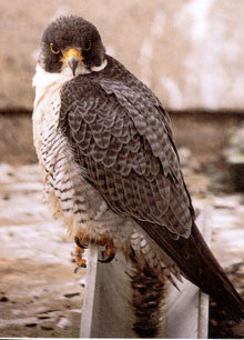 Stewart: the skyscraper falcon