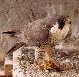 Stewart: the skyscraper falcon
