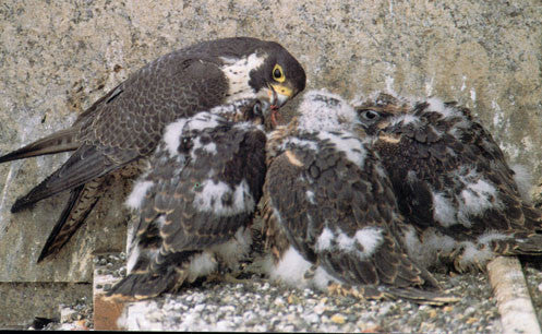 Stewart: the skyscraper falcon