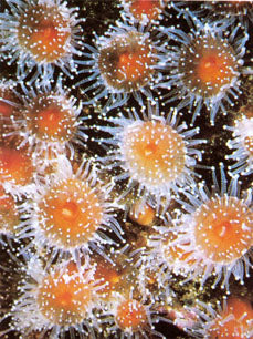 Tidepool & Reef: Marinelife Guide to the Pacific Northwest Coast