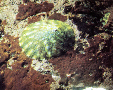 Tidepool & Reef: Marinelife Guide to the Pacific Northwest Coast