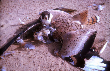 Arab Falconry: history of a way of life