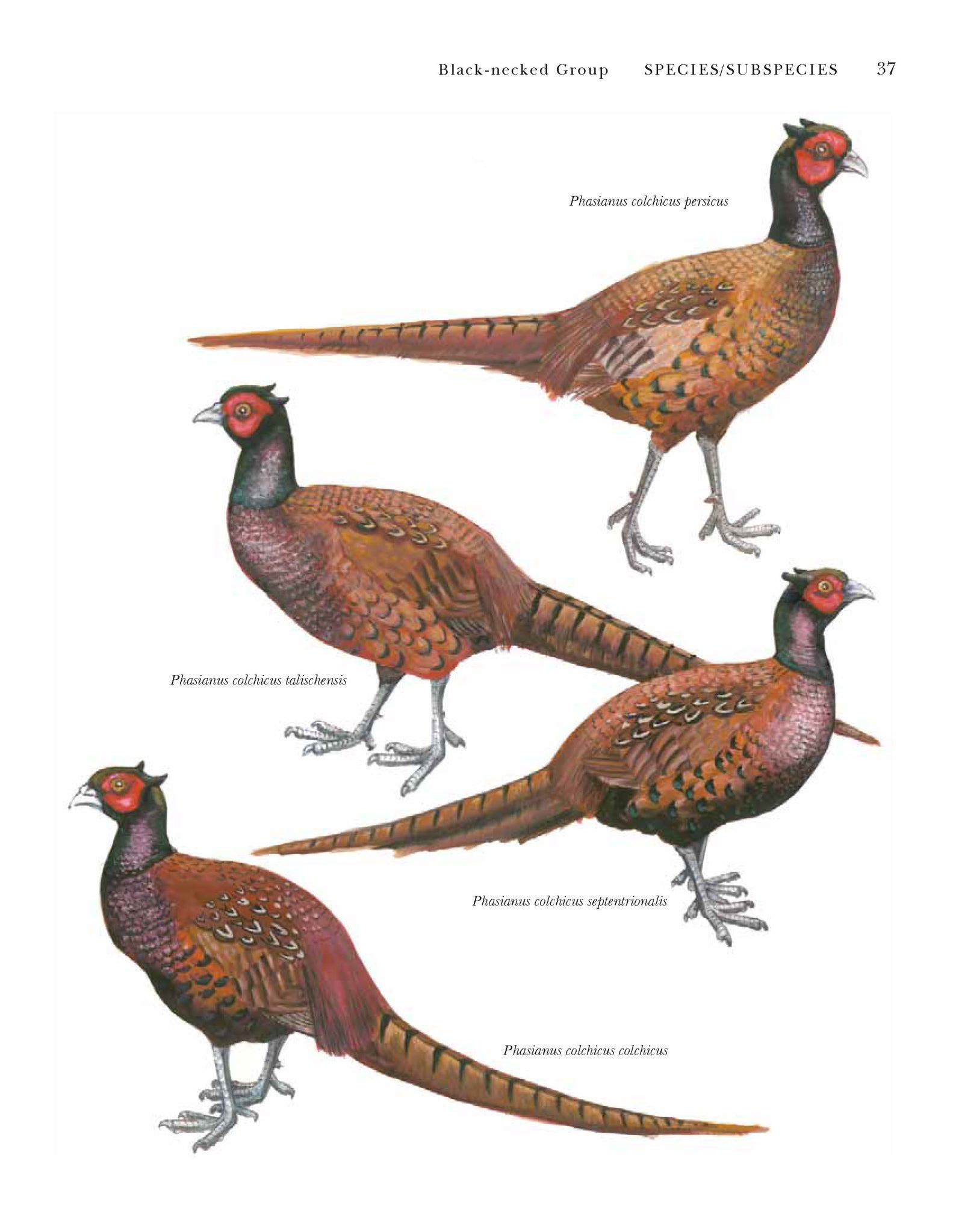 True Pheasants: a noble quarry