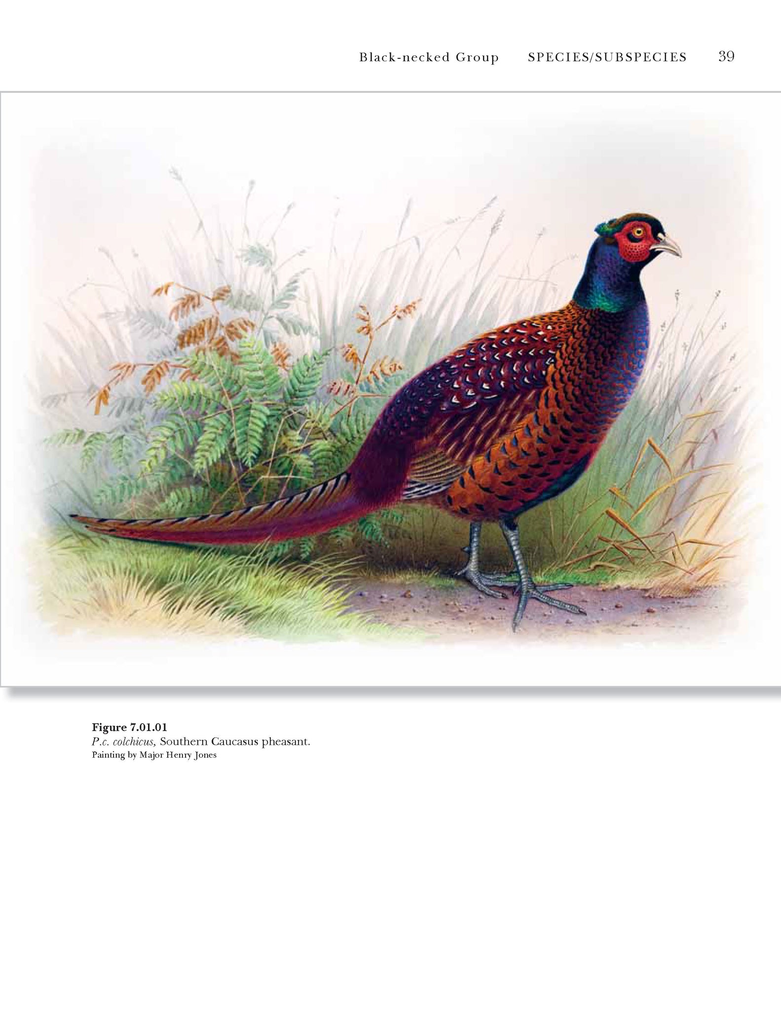 True Pheasants: a noble quarry