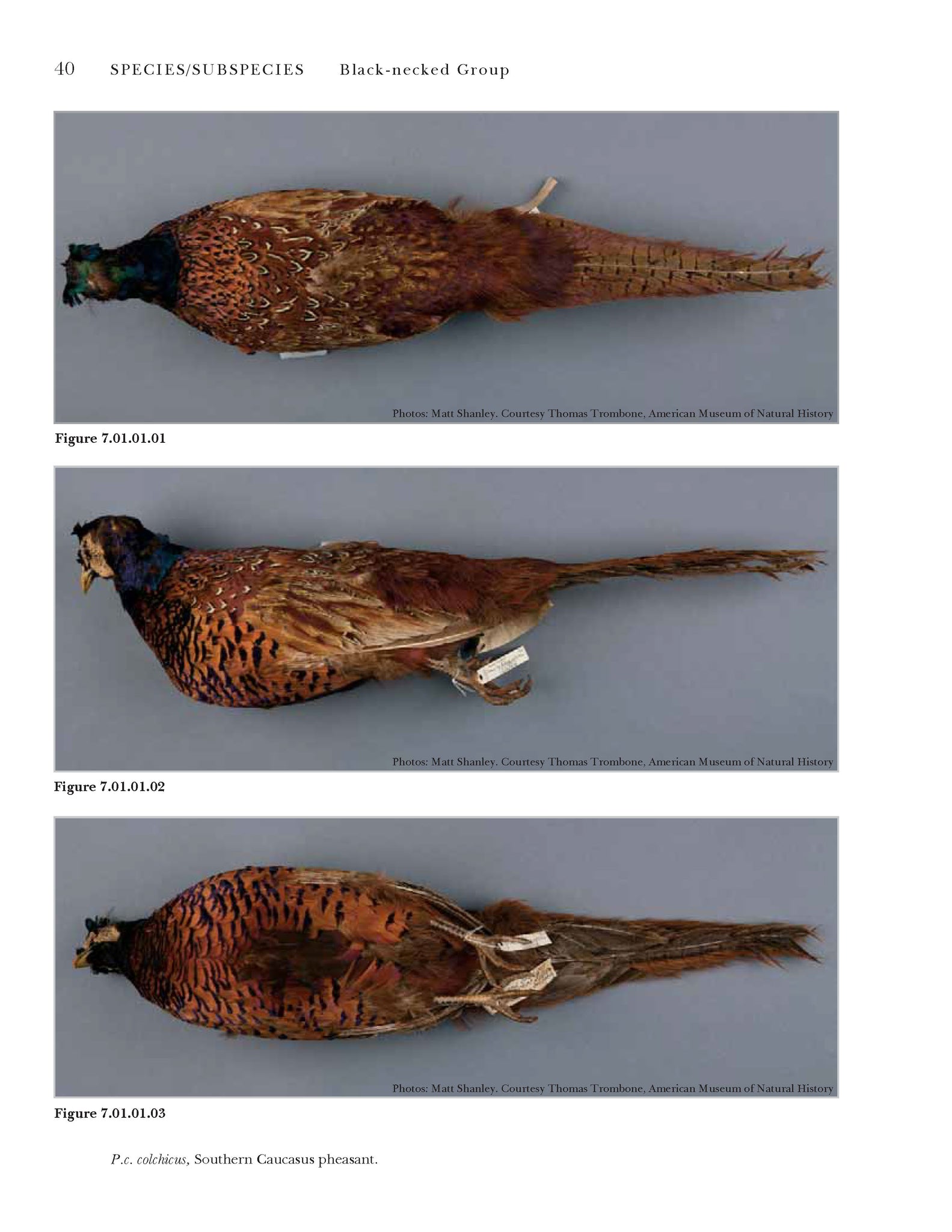 True Pheasants: a noble quarry