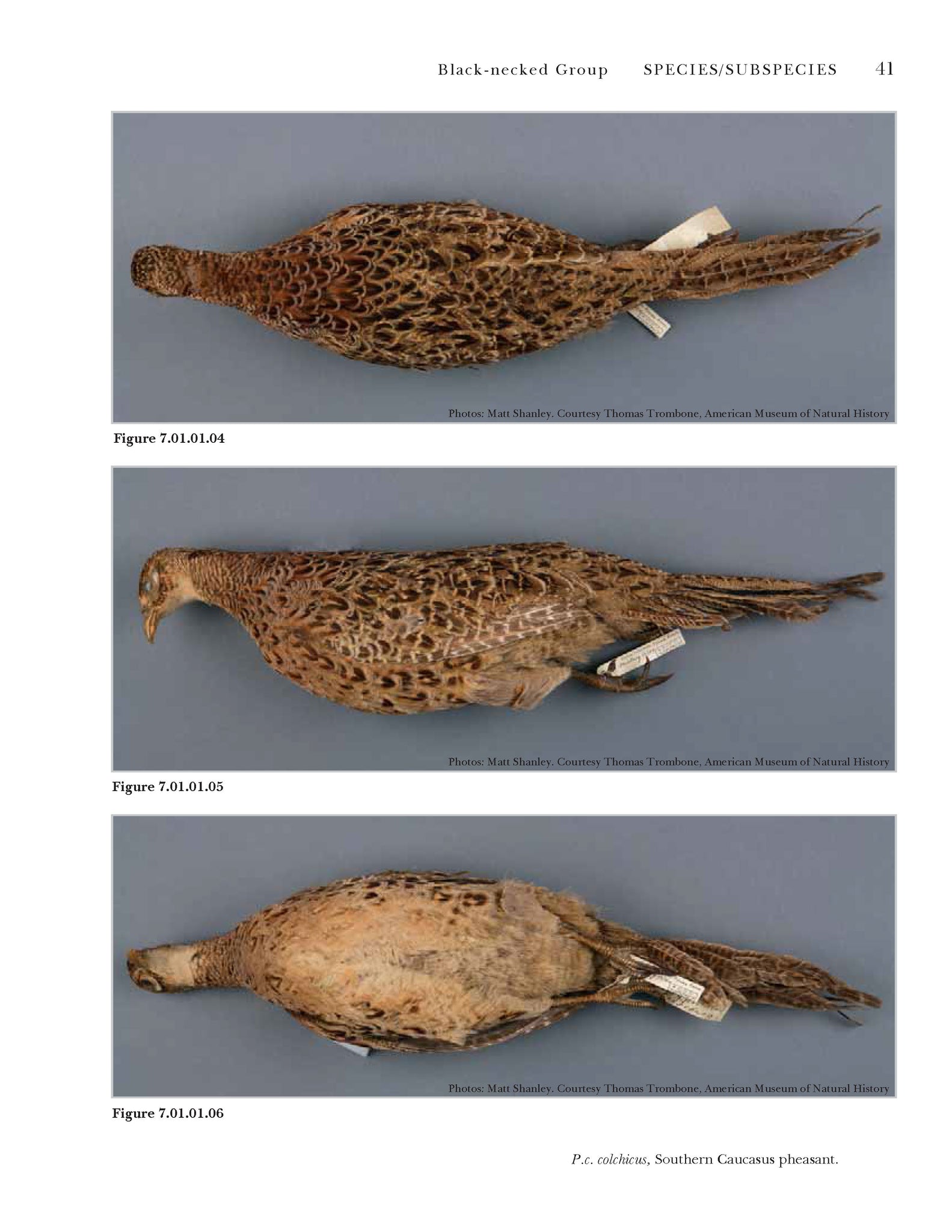 True Pheasants: a noble quarry
