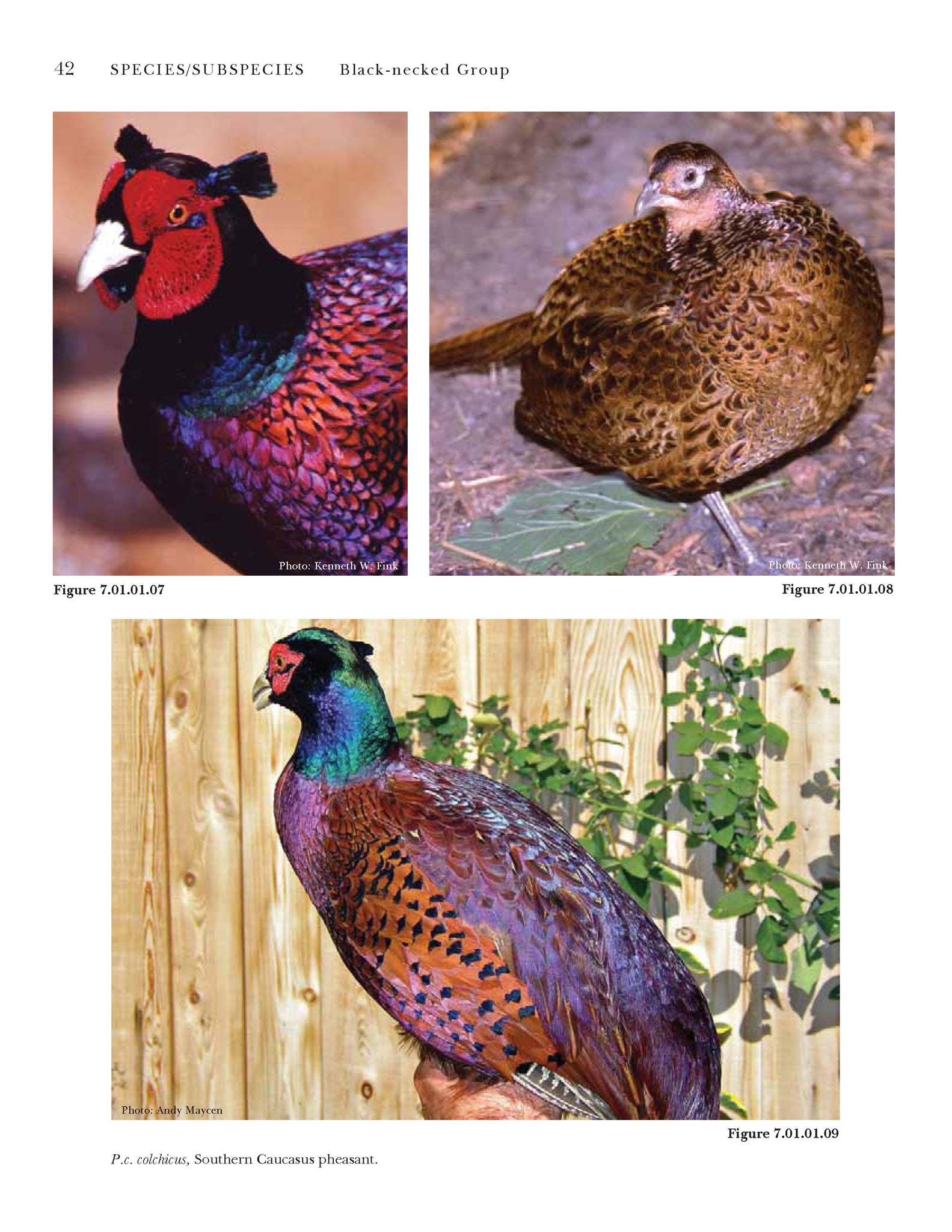 True Pheasants: a noble quarry