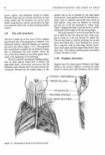 Understanding the Bird of Prey