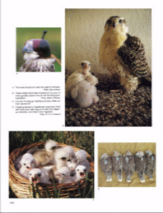 Understanding the Bird of Prey