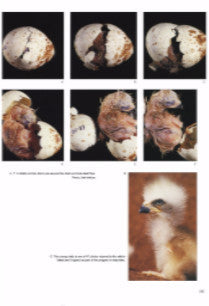 Understanding the Bird of Prey