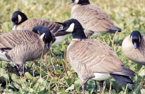 Waterfowl Care, Breeding and Conservation