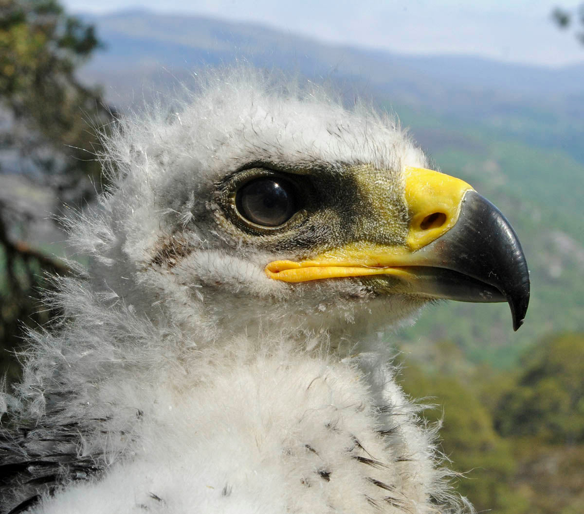 Observations of Golden Eagles in Scotland: a historical and ecological review