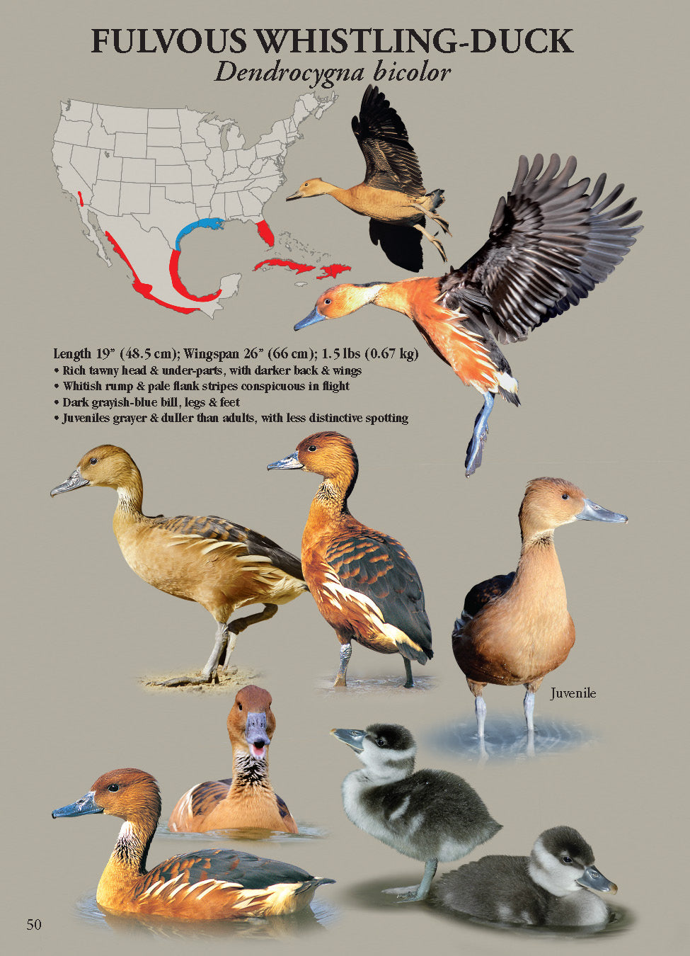 North American Ducks, Geese & Swans: identification guide