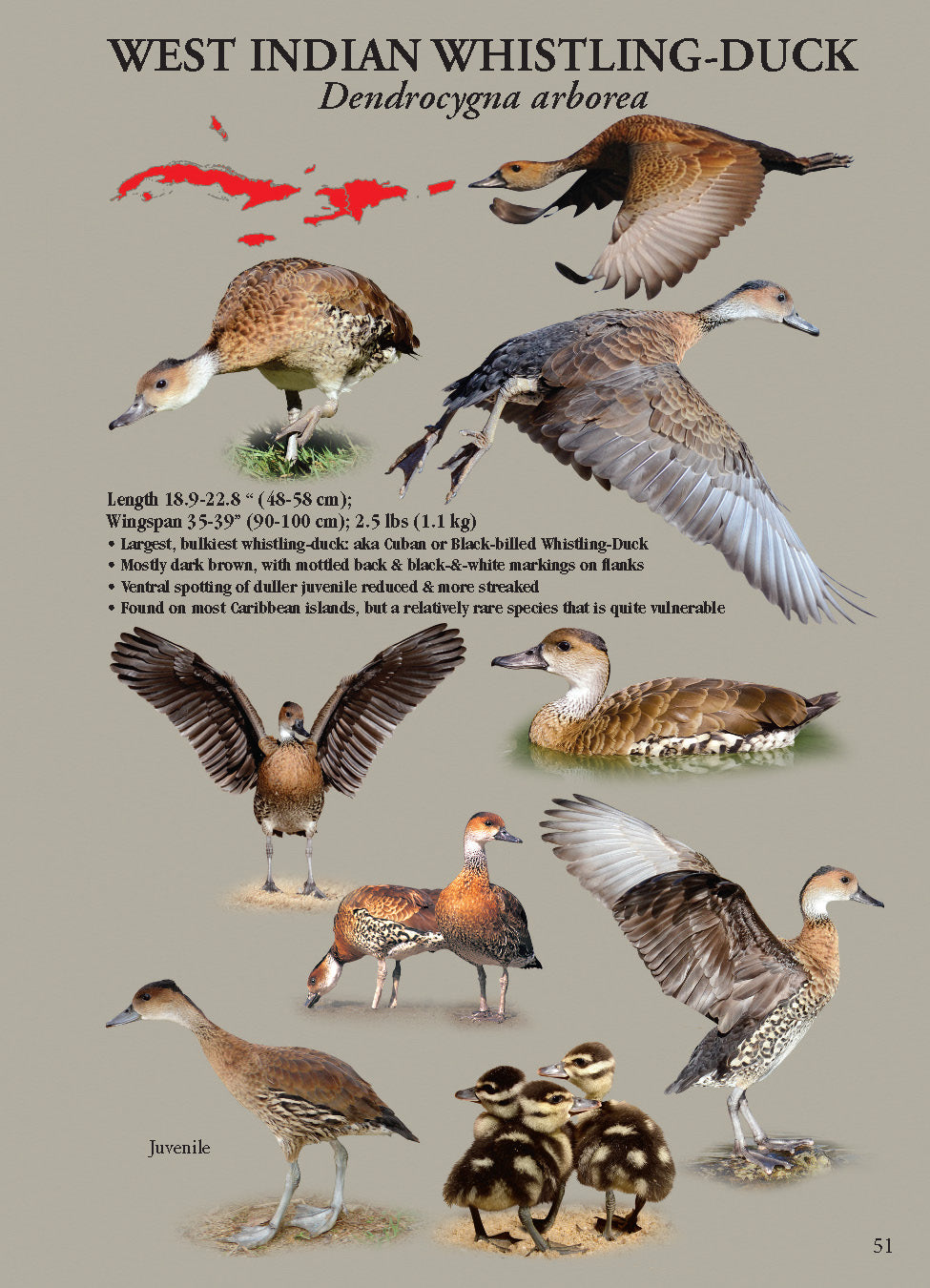 North American Ducks, Geese & Swans: identification guide