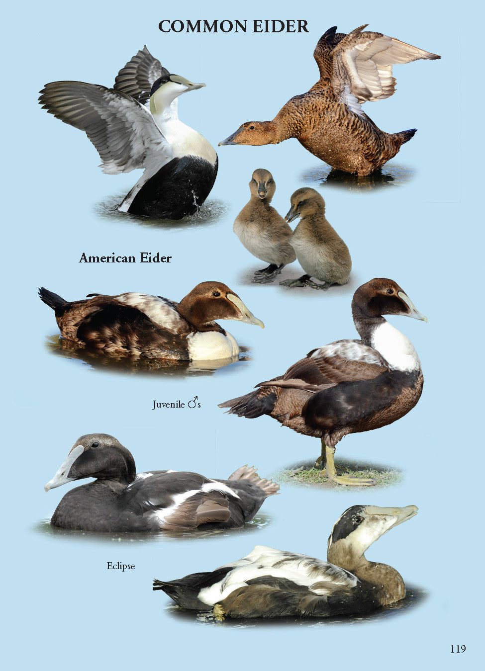 North American Ducks, Geese & Swans: identification guide