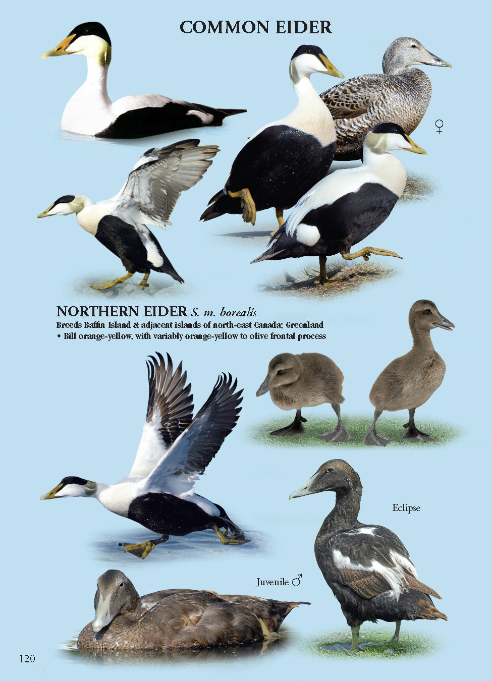 North American Ducks, Geese & Swans: identification guide