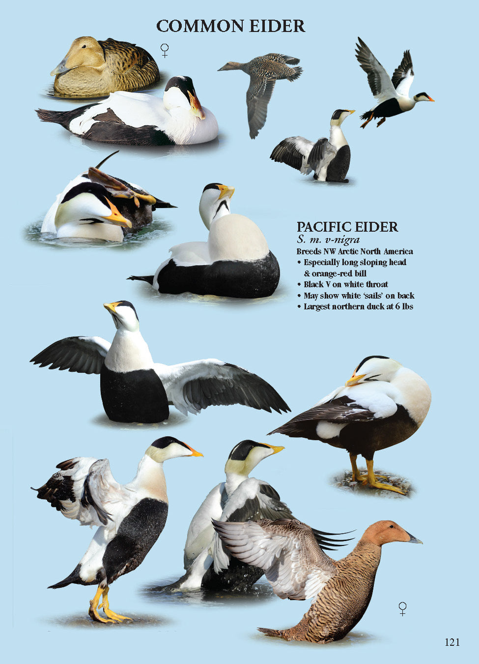 North American Ducks, Geese & Swans: identification guide