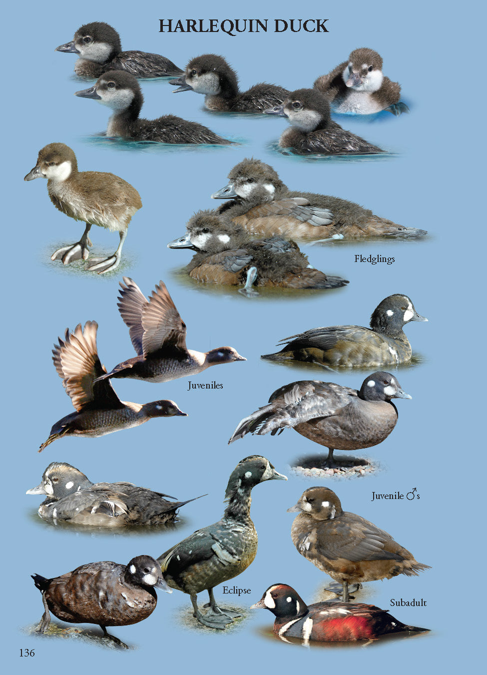 North American Ducks, Geese & Swans: identification guide