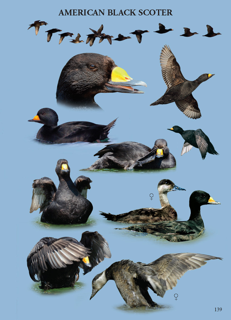 North American Ducks, Geese & Swans: identification guide