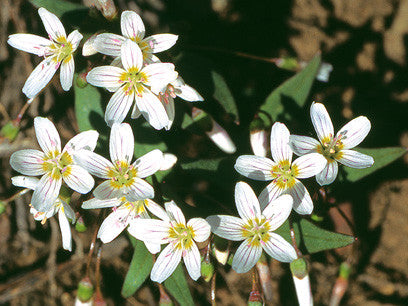 Northwest Dryland Wildflowers: of the sagebrush & ponderosa