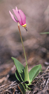 Northwest Dryland Wildflowers: of the sagebrush & ponderosa