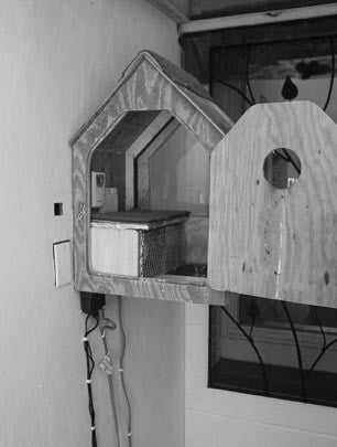 Raptors in Captivity: Guidelines for Care and Management