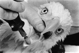 Raptors in Captivity: Guidelines for Care and Management