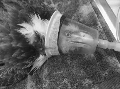 Raptor Research & Management Techniques – Hancock House Publishers