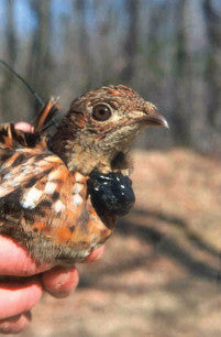 Ecology & Management of Appalachian Ruffed Grouse