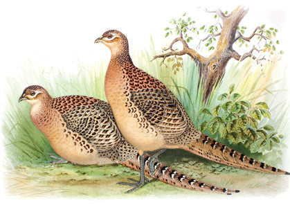 True Pheasants: a noble quarry