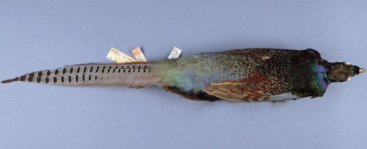 True Pheasants: a noble quarry