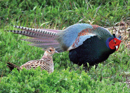 True Pheasants: a noble quarry