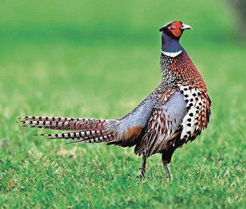 True Pheasants: a noble quarry
