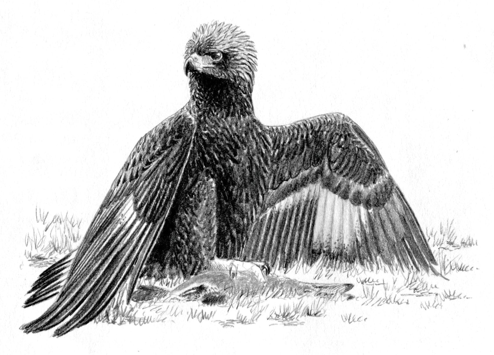 The Golden Eagle Around the World: A Monograph on a Holarctic Raptor