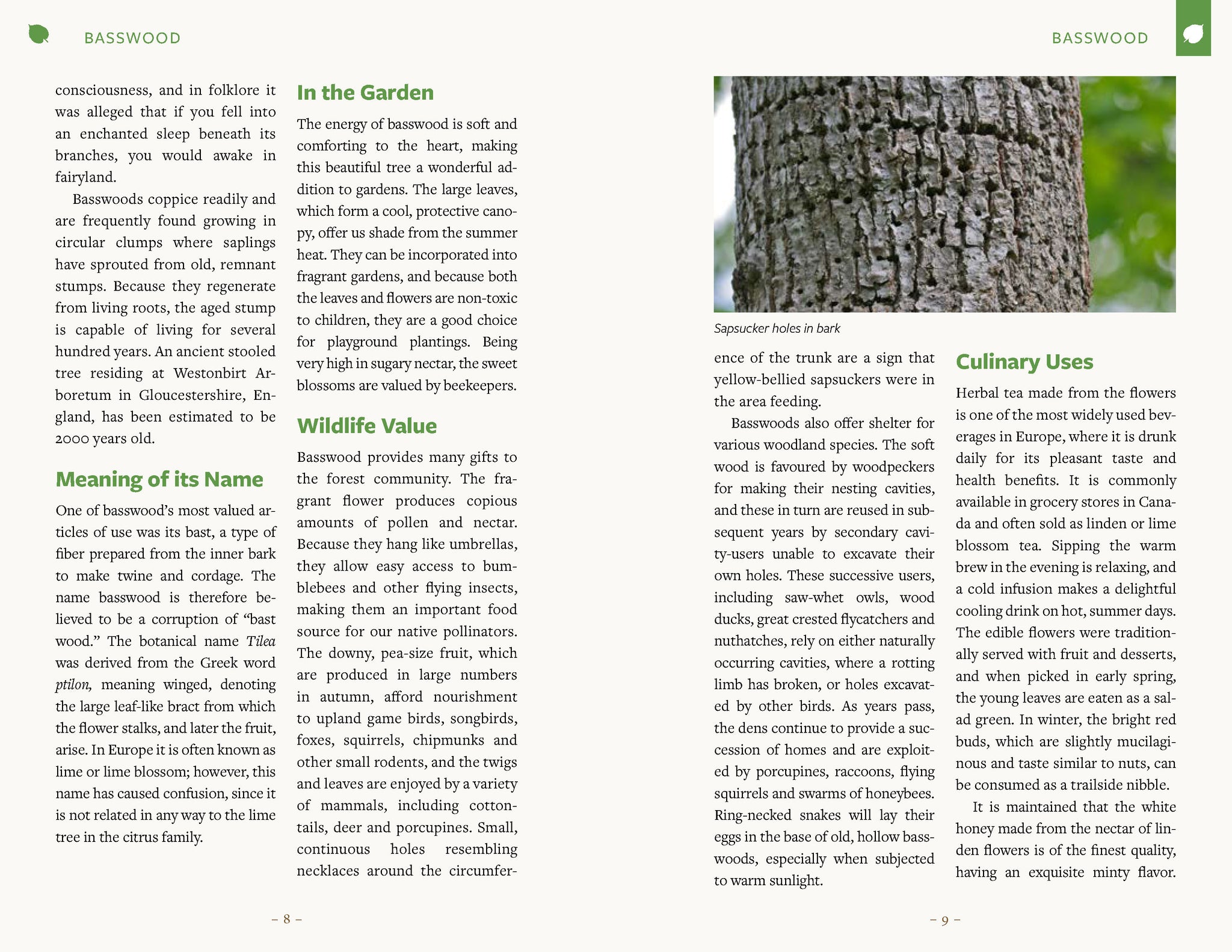 Healing Wisdom of North American Trees: A Practitioner's Guide to Identification, Traditional Use and Herbal Alchemy