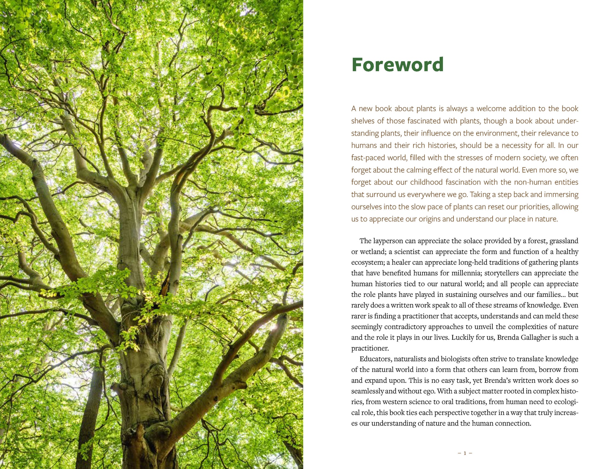Healing Wisdom of North American Trees: A Practitioner's Guide to Identification, Traditional Use and Herbal Alchemy
