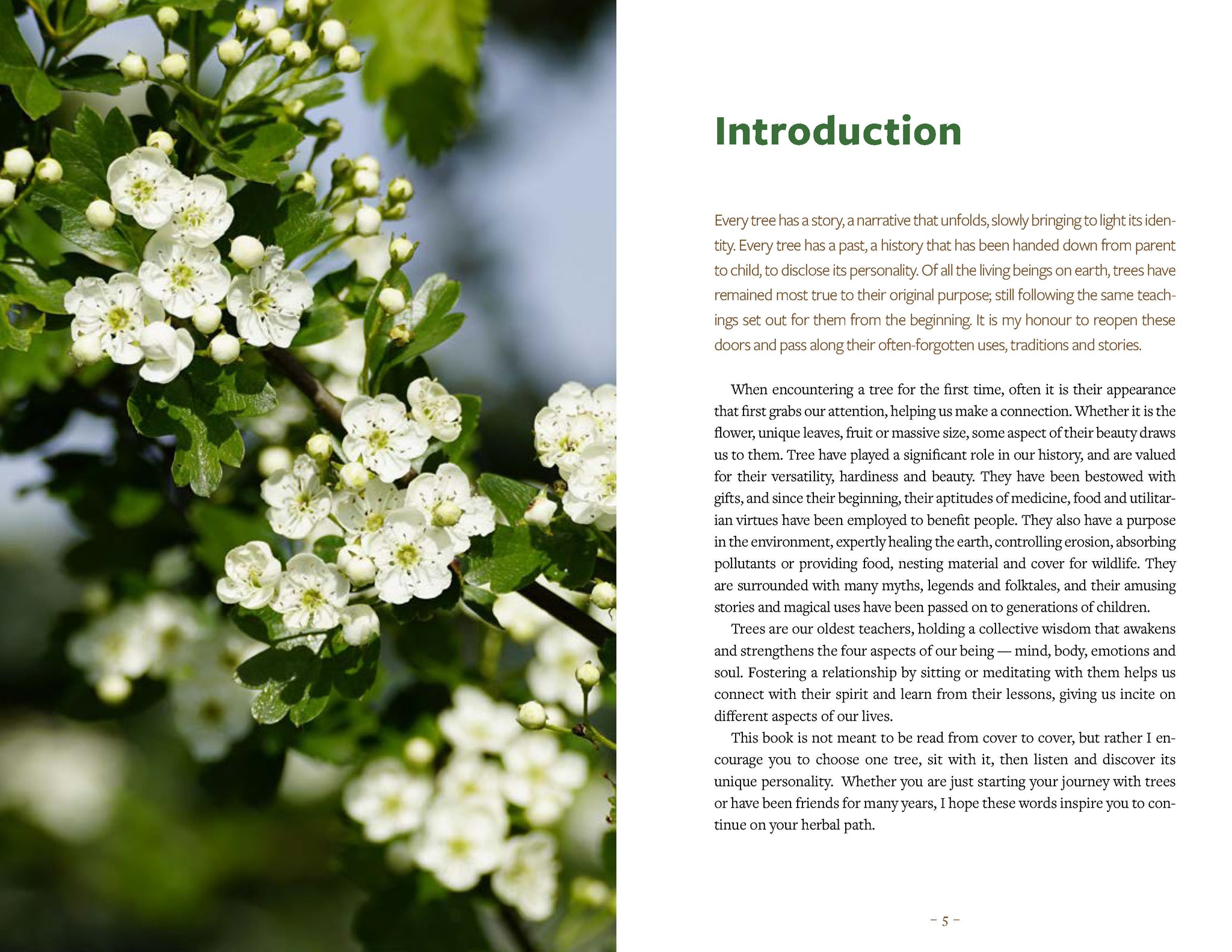 Healing Wisdom of North American Trees: A Practitioner's Guide to Identification, Traditional Use and Herbal Alchemy
