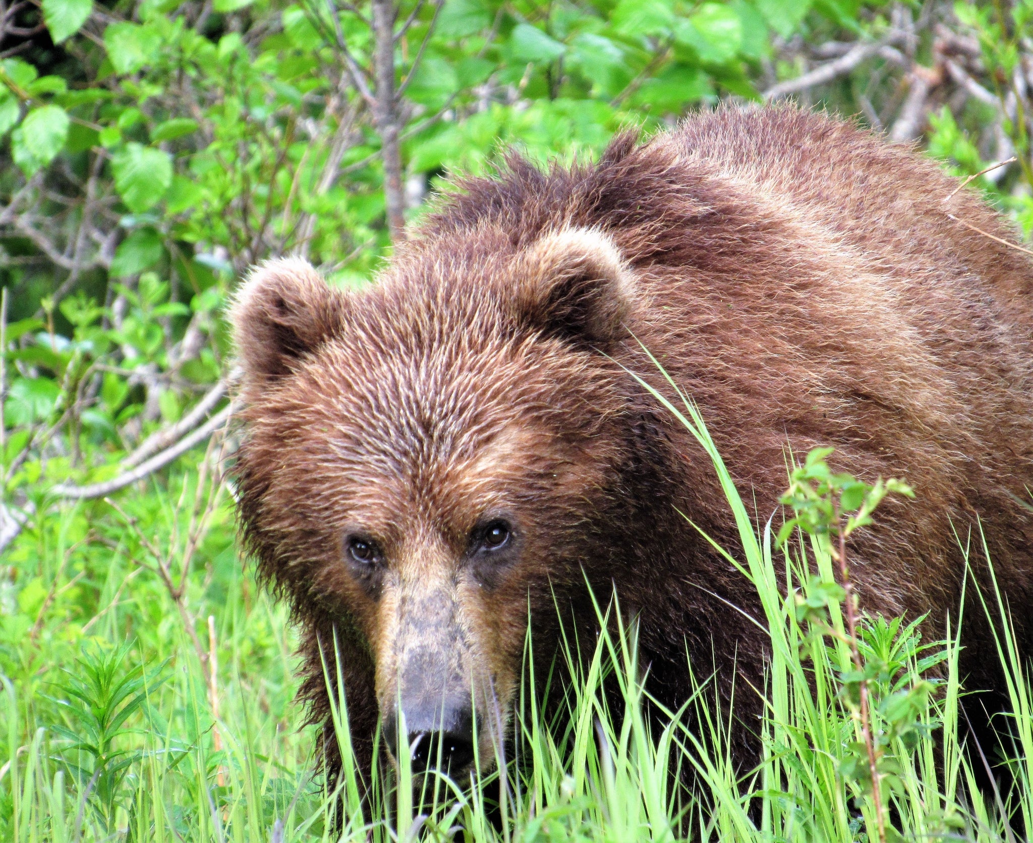 Land of Bear and Eagle: A Home in the Kodiak Wilderness