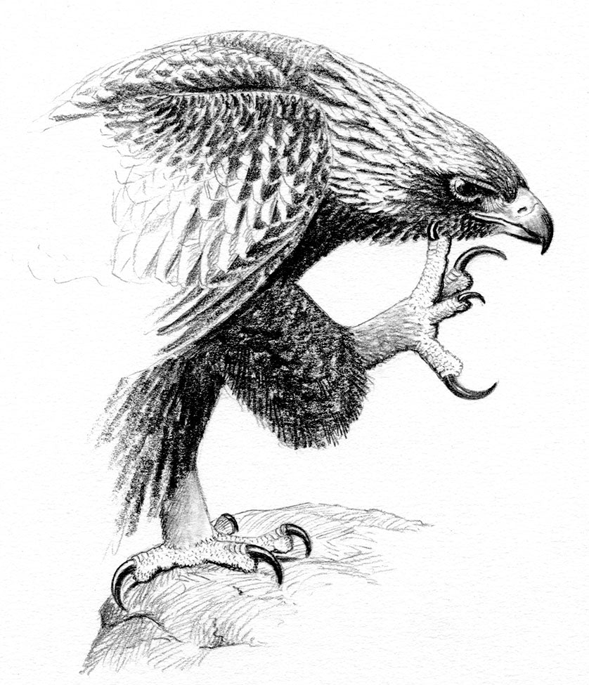 Behavior of the Golden Eagle: an illustrated ethogram