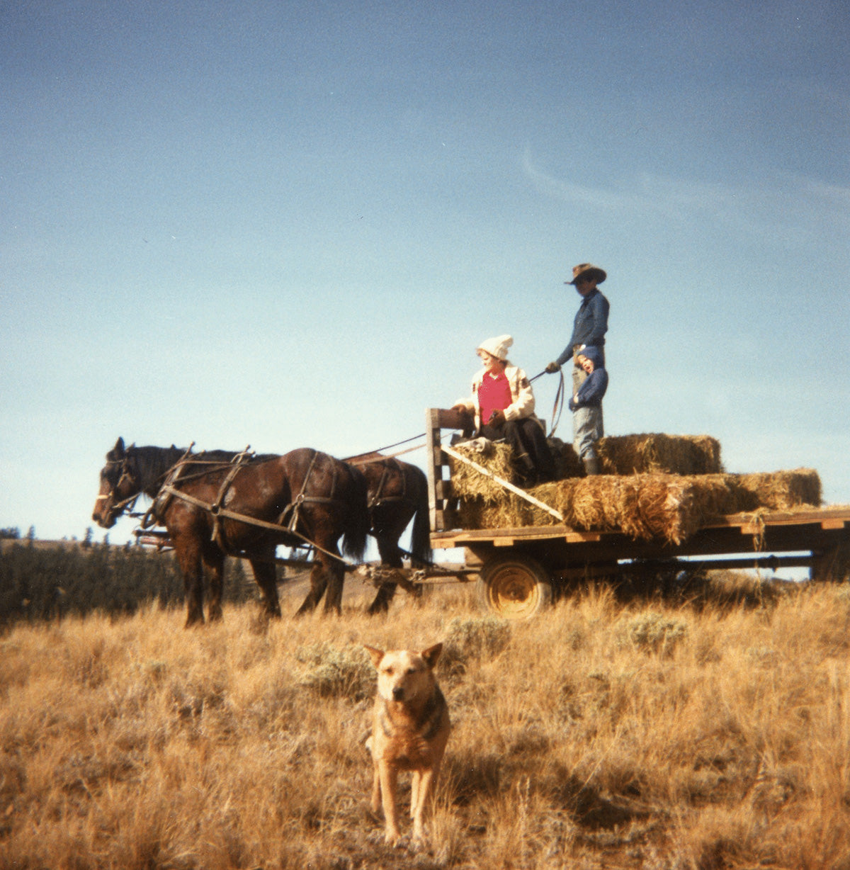 Mountain Ranch at the End of the Road: horses, cows, guns & grizzlies in the Canadian Wilderness