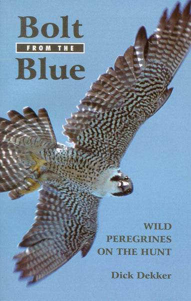 Bolt from the Blue: wild peregrines on the hunt