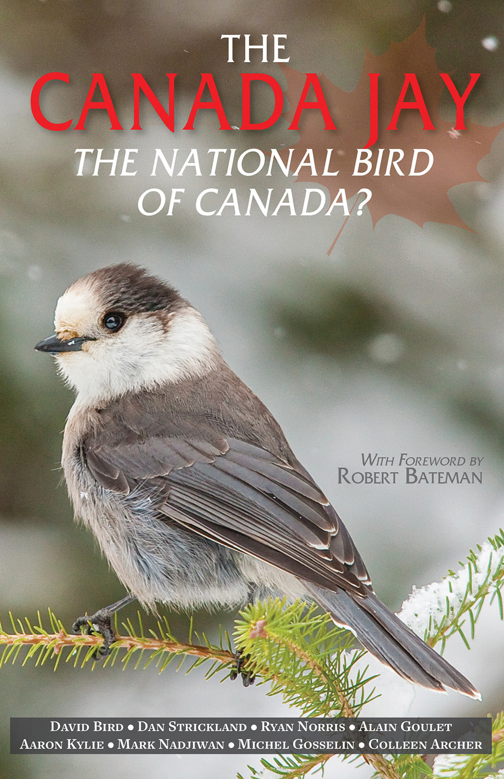 The Canada Jay: the national bird of Canada?