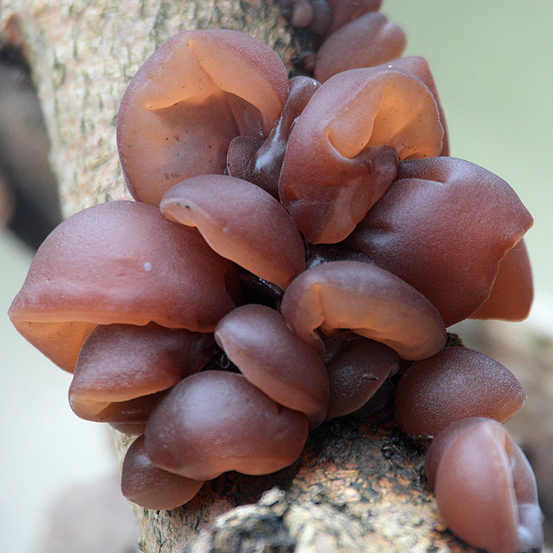 A Guide to Medicinal Mushrooms of the Pacific Northwest: Health Benefits and Other Therapeutic Uses