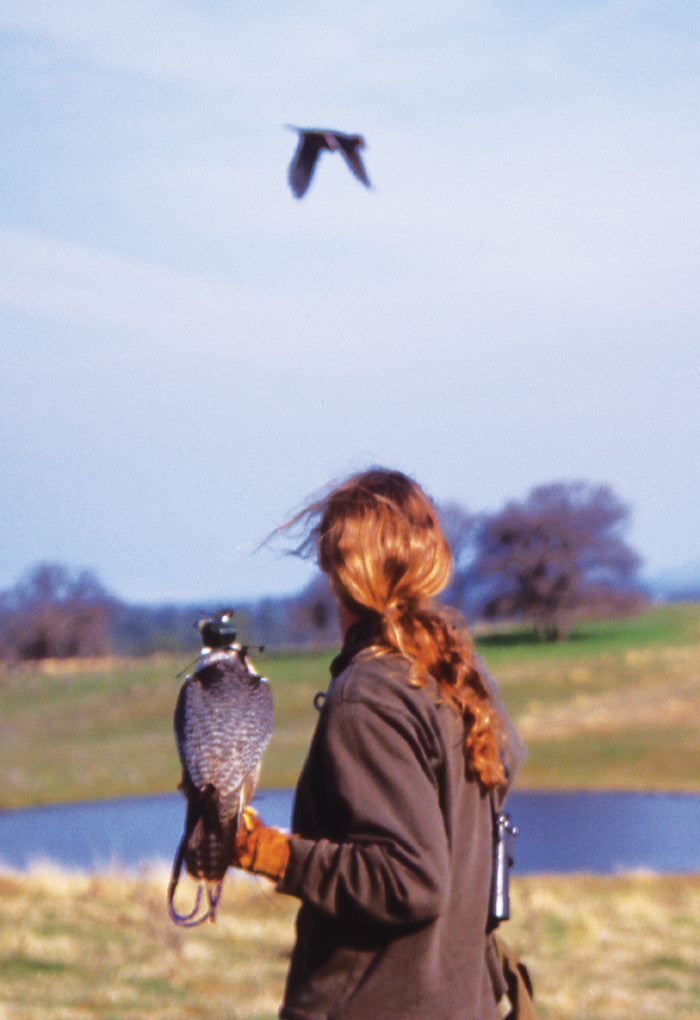 Duck Hawking: the art of falconry