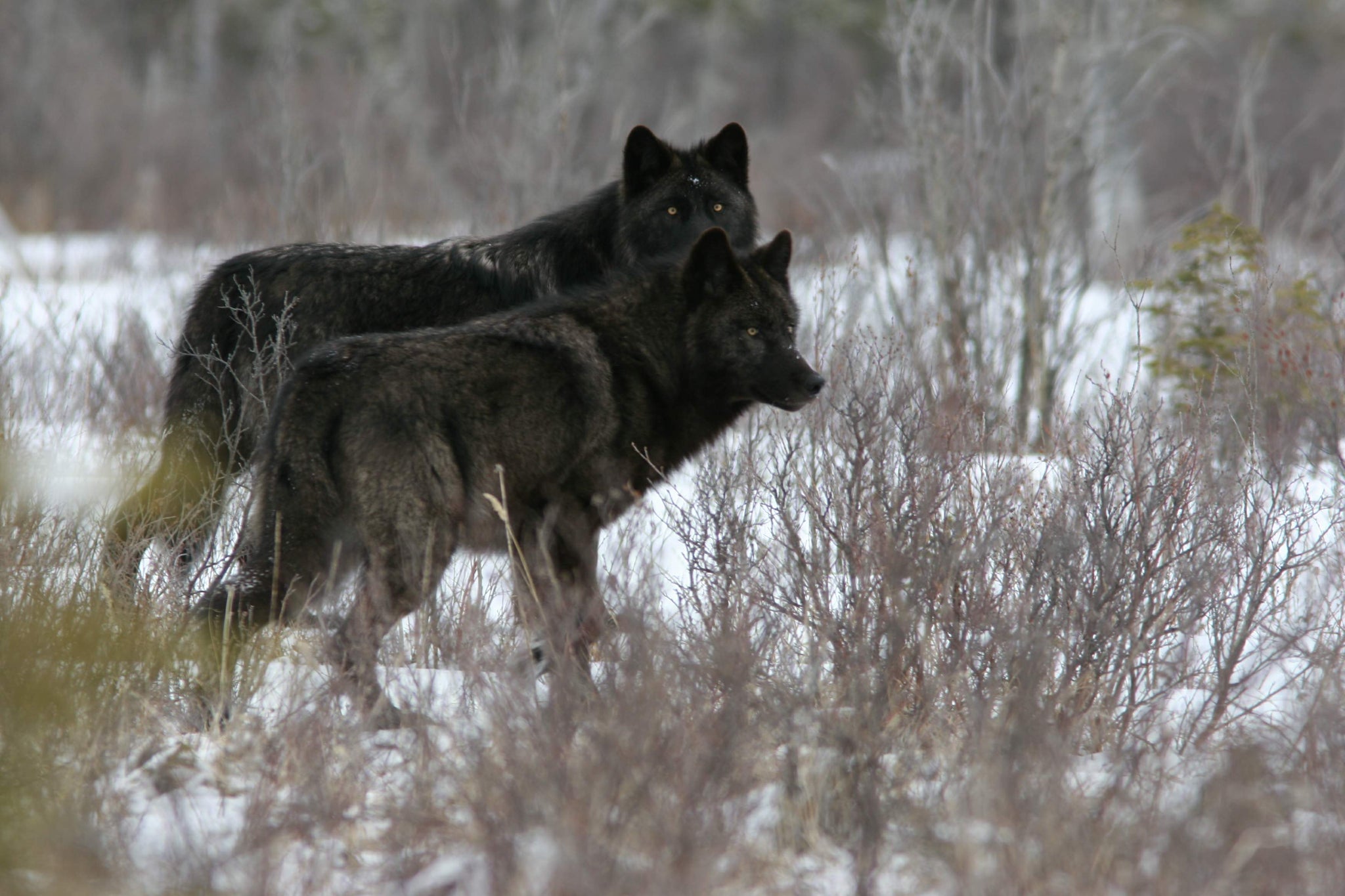 Stories of Predation: 60 Years of Watching Wildlife