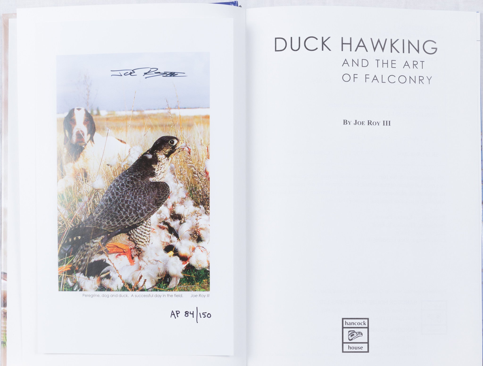 Duck Hawking: the art of falconry