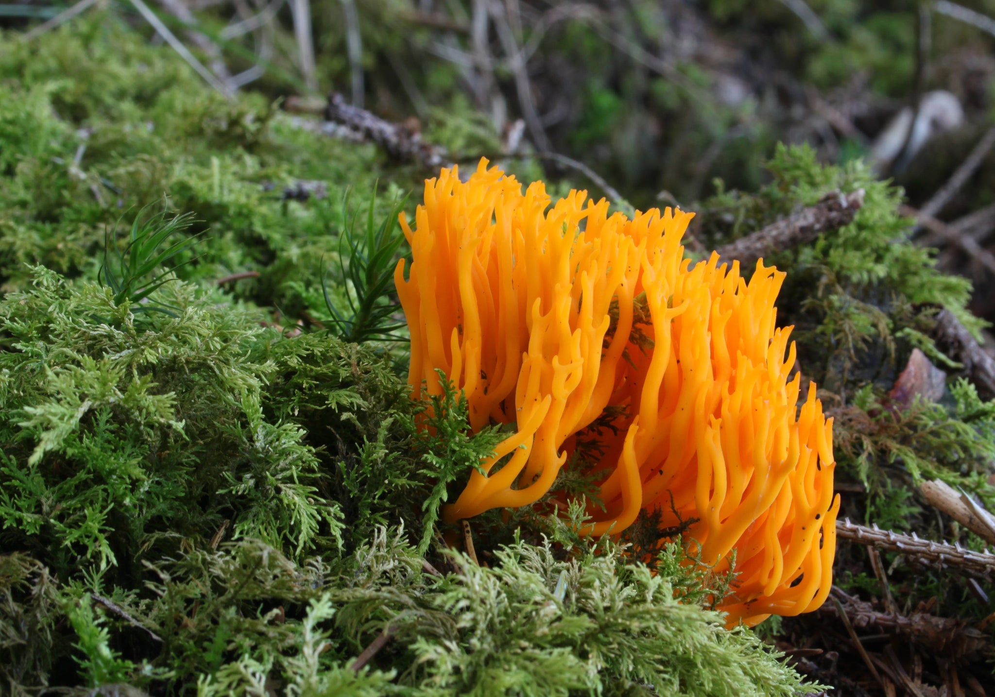 A Guide to Medicinal Mushrooms of the Pacific Northwest: Health Benefits and Other Therapeutic Uses