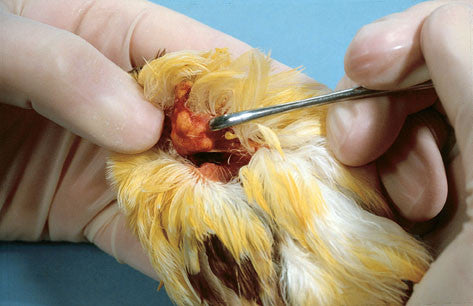 Captive Birds in Health and Disease