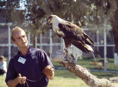 Captive Raptor Management & Rehabilitation