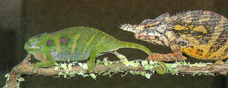 Chameleons: their care & breeding